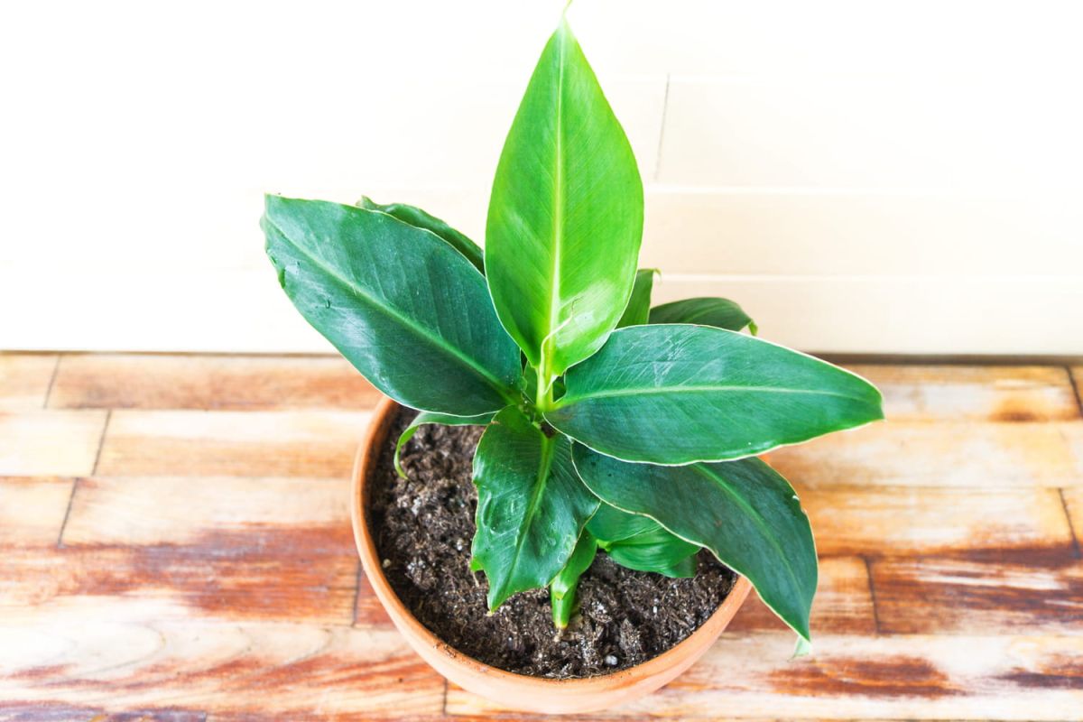 Reconnaître les signes de chaleur excessive chez vos plantes