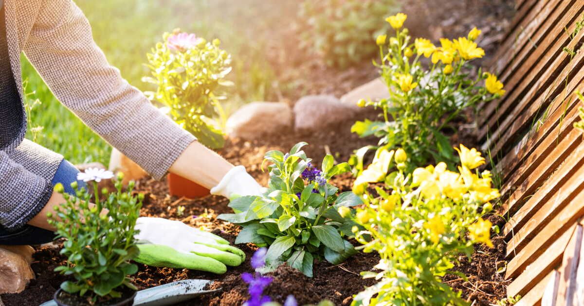 5 fleurs à planter en été pour un jardin éclatant