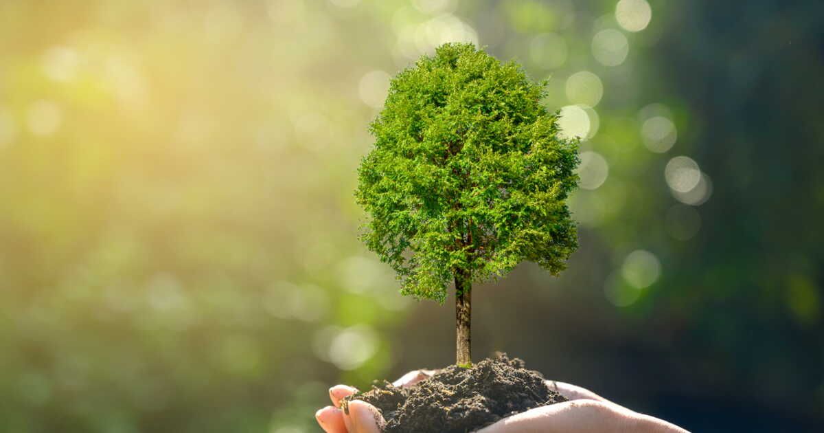 Investir dans les arbres : une décision éclairée pour l'avenir