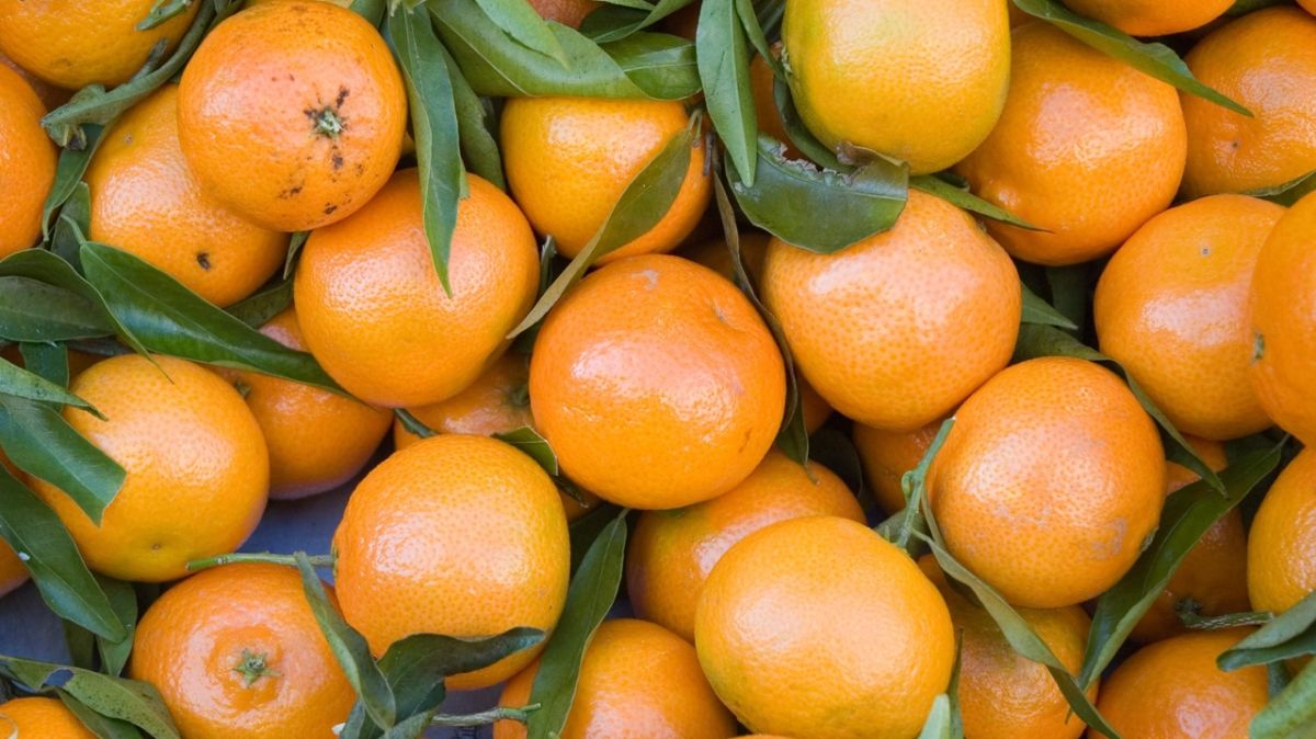 La clémentine corse : un parfum d'exception célébrant un siècle de passion