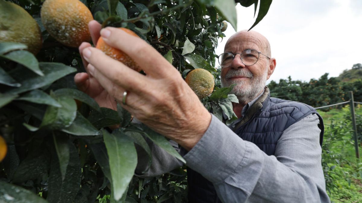 La clémentine corse fête son centenaire, un petit bijou sur le marché fruitier