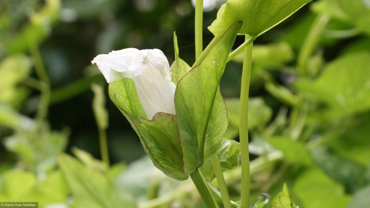 Au jardin : redécouvrez les indésirables!