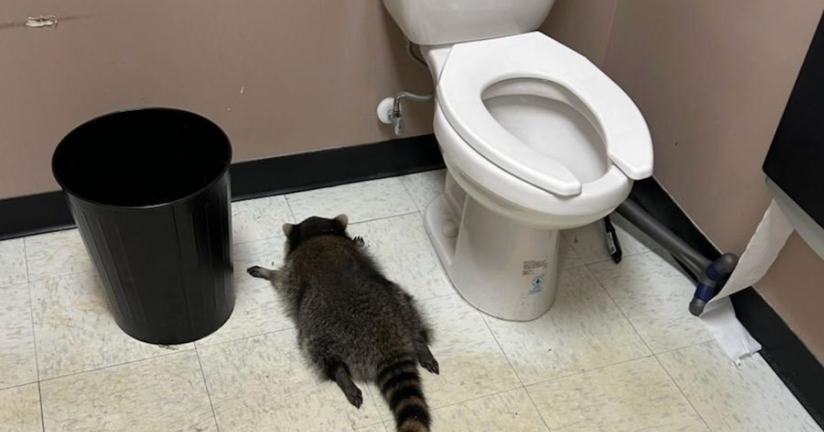 Un raton laveur en quête d'ivresse : une mésaventure qui fait le tour du monde