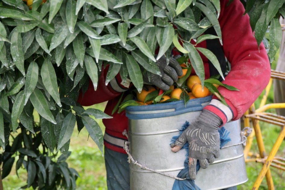 La Corse renforce ses trésors d'agrumes face aux menaces climatiques