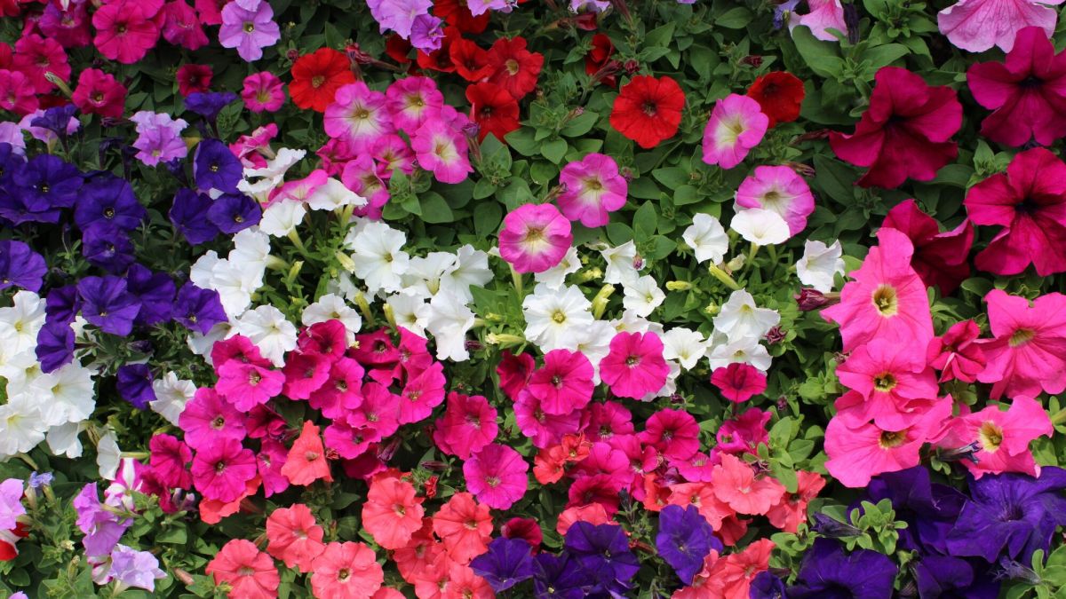 Les pétunias et l'ombre : un défi floral à relever