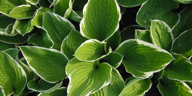 Hosta : la plante d'ombre à la beauté inégalée