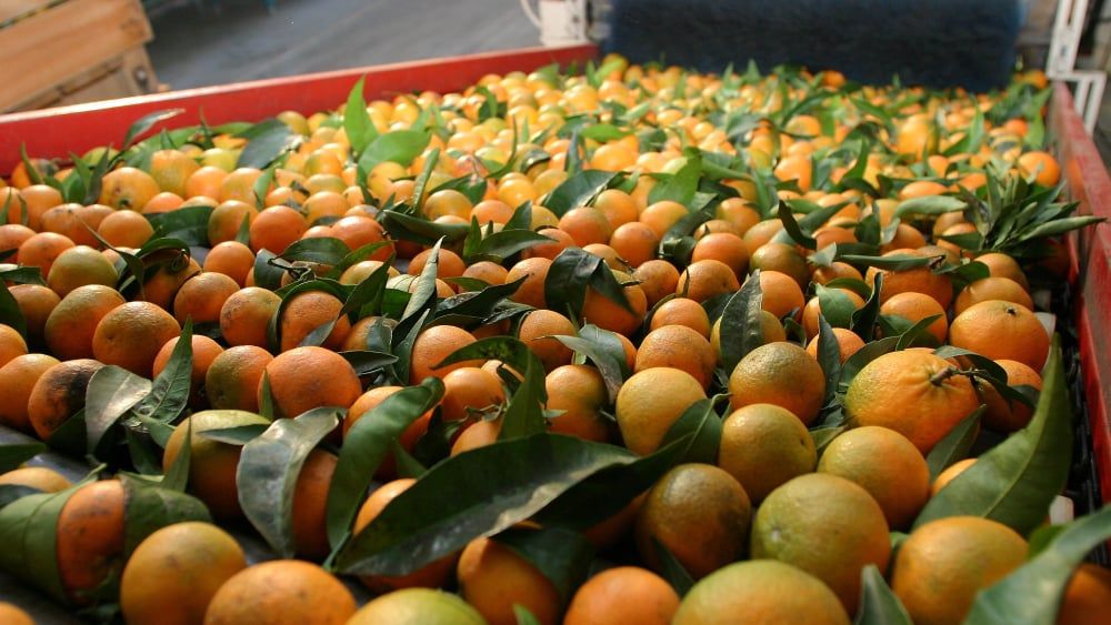 La Corse dévoile la clé de la biodiversité agrumicole face aux menaces modernes