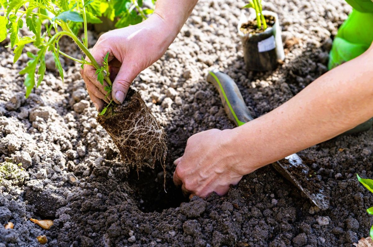 Boostez vos tomates : le geste essentiel pour une récolte abondante