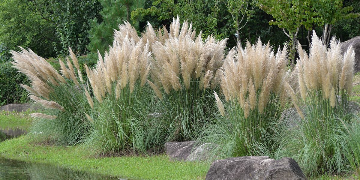 Les plantes interdites au jardin : attention aux mauvaises herbes