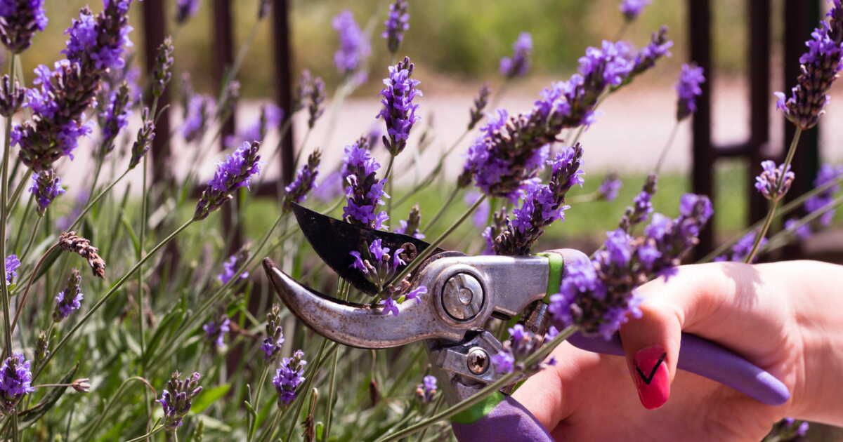 L'art de tailler la lavande : guide pratique pour un jardin fleuri