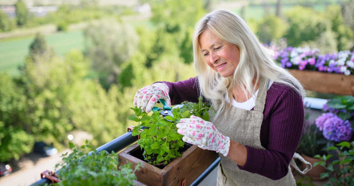 Les clés pour une culture réussie des plantes aromatiques sur balcon