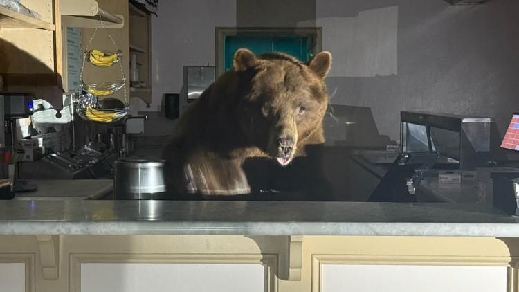 Un ours de 250 kg s'installe sous une maison en Californie : une cohabitation inattendue