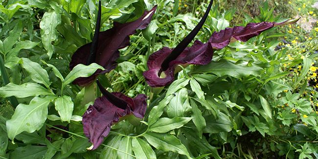 À la découverte de l'arum puant