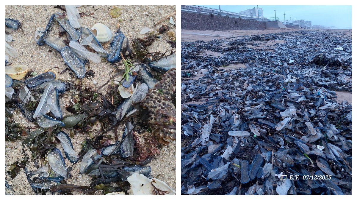 Des plages bretonnes envahies par des milliers de créatures bleues