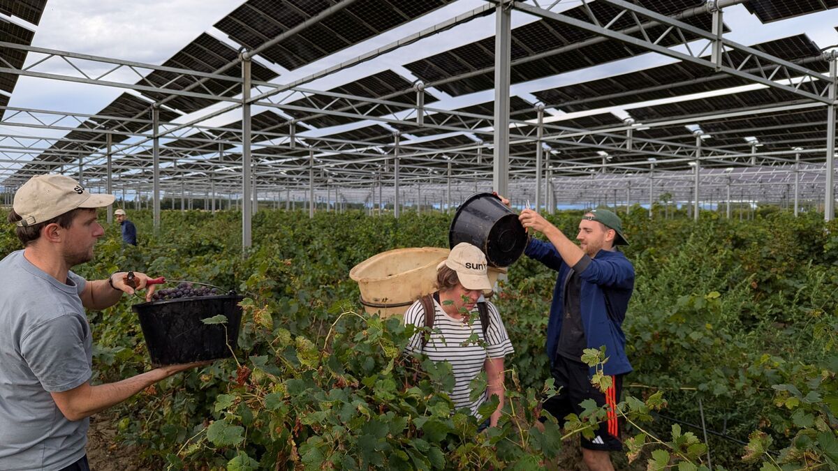 Vers un avenir agrivoltaïque : les vignerons des Côtes-du-Roussillon s'adaptent