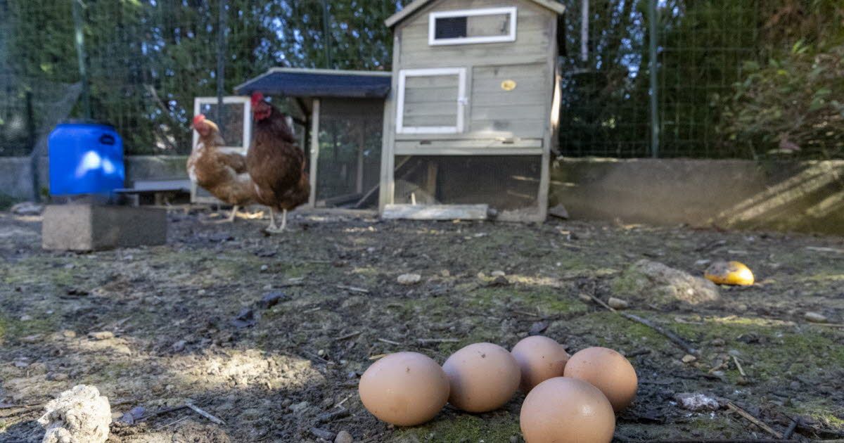 Pollution aux PFAS : Les autorités mettent en garde contre la consommation locale