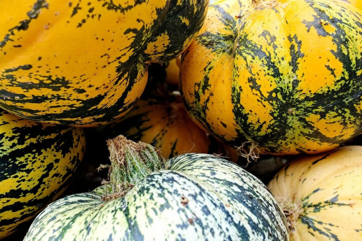 Les courges qui pourrissent : comment éviter ce cauchemar au jardin