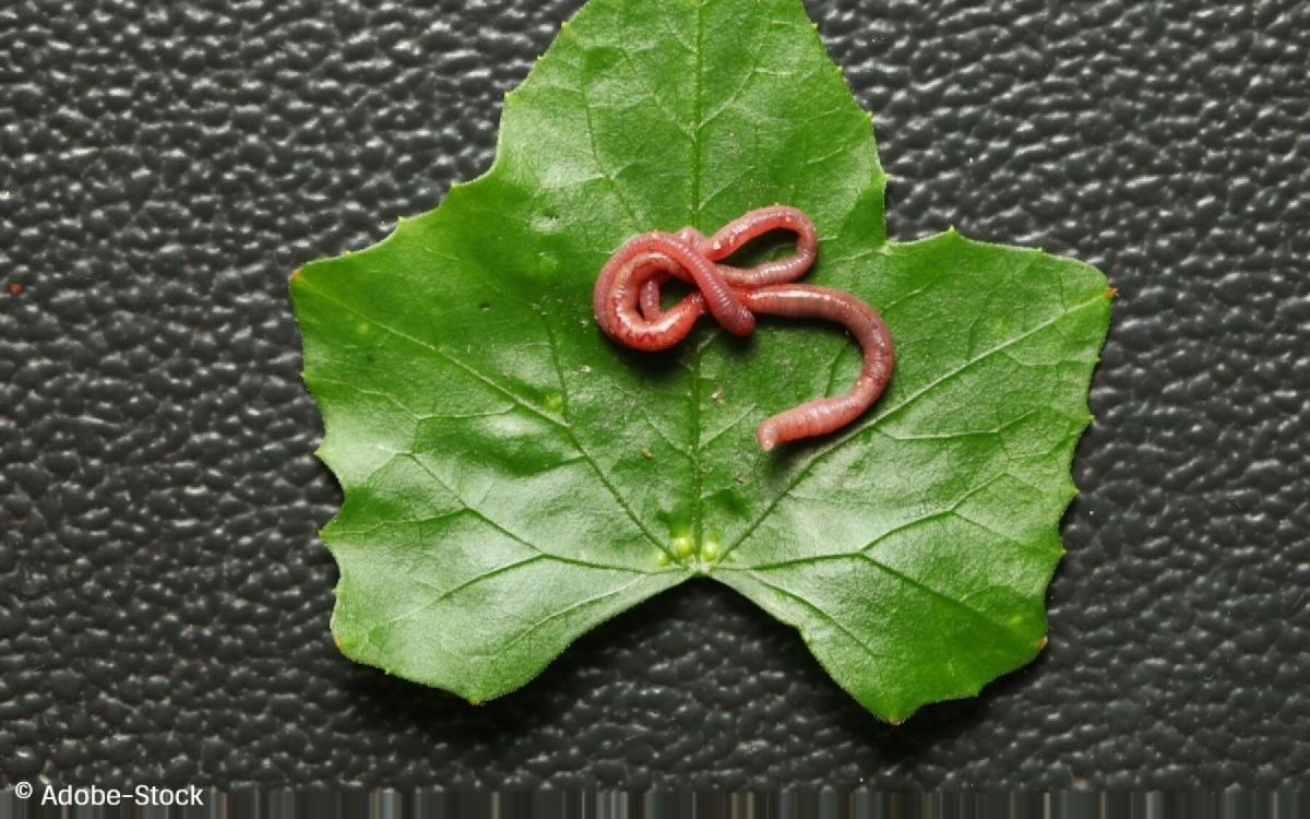 Les vers de terre : alliés indispensables pour un jardin en santé