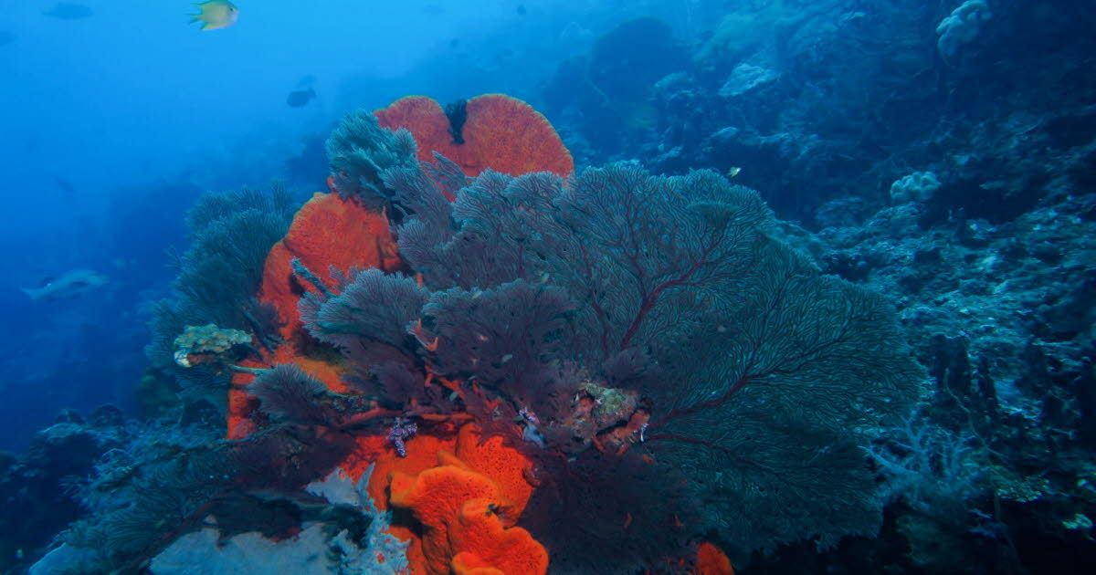 La goélette Tara : explorer les coraux face au changement climatique