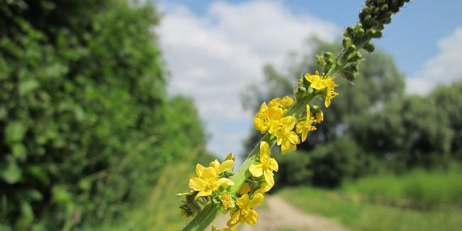 L'aigremoine, une plante aux nombreux bienfaits