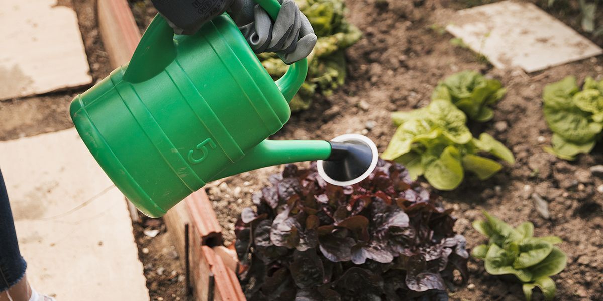 Secrets d'un arrosage efficace pour vos salades