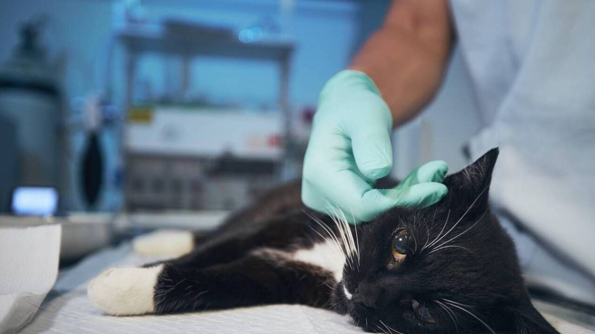 Vaccins pour animaux : un geste essentiel pour leur santé et votre sécurité