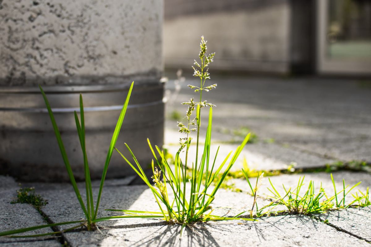 Une astuce naturelle pour dire adieu aux mauvaises herbes