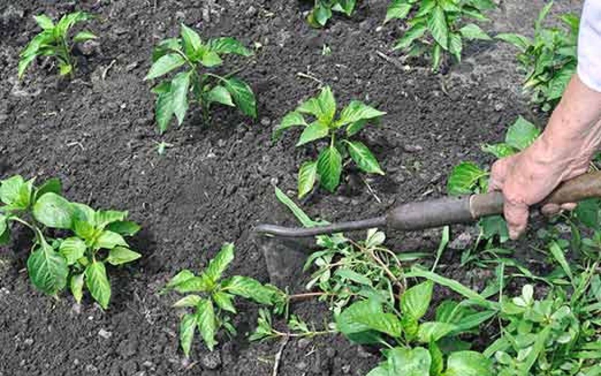 Maîtrisez votre jardin : un combat gagnant contre les mauvaises herbes