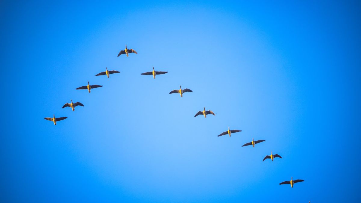 Airbus explore des vols en formation pour réduire les coûts de carburant