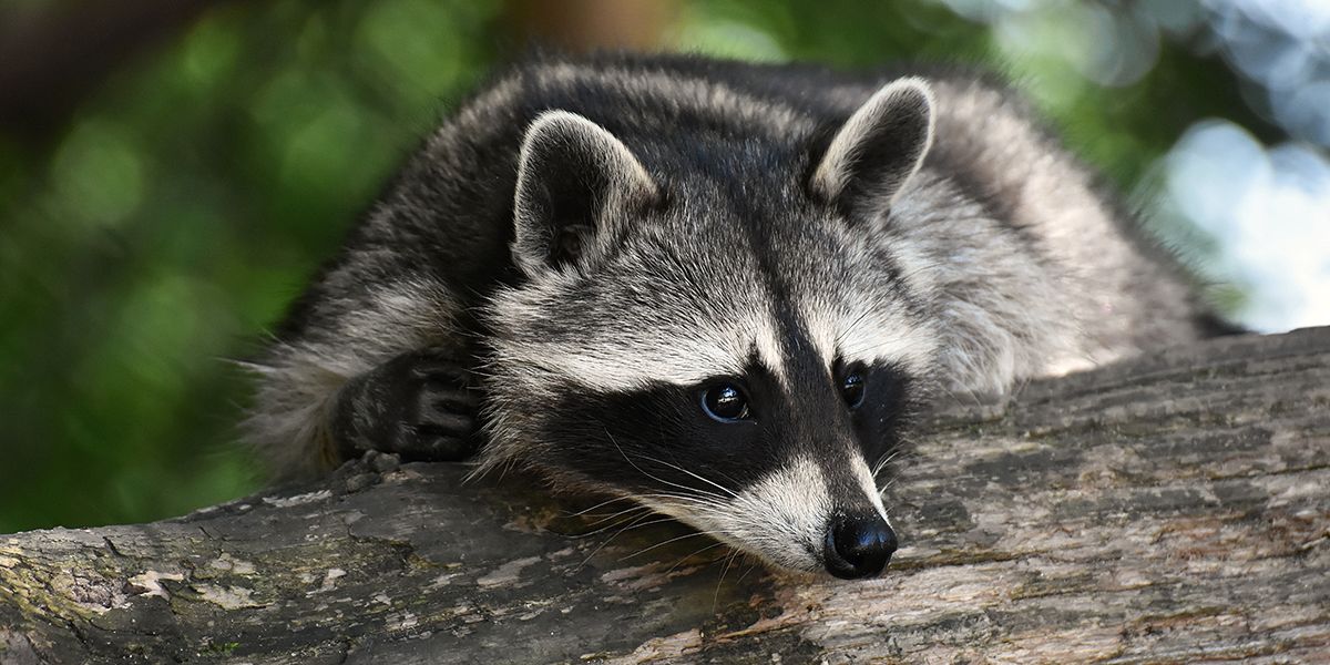 Ne laissez plus le raton laveur s'installer dans votre jardin