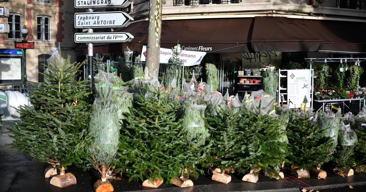 L'avenir des sapins de Noël : tendances et défis sur le marché