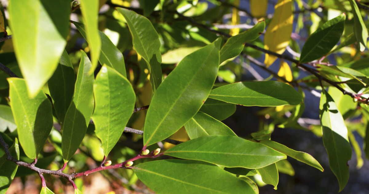 Détails fascinants sur le laurier sauce