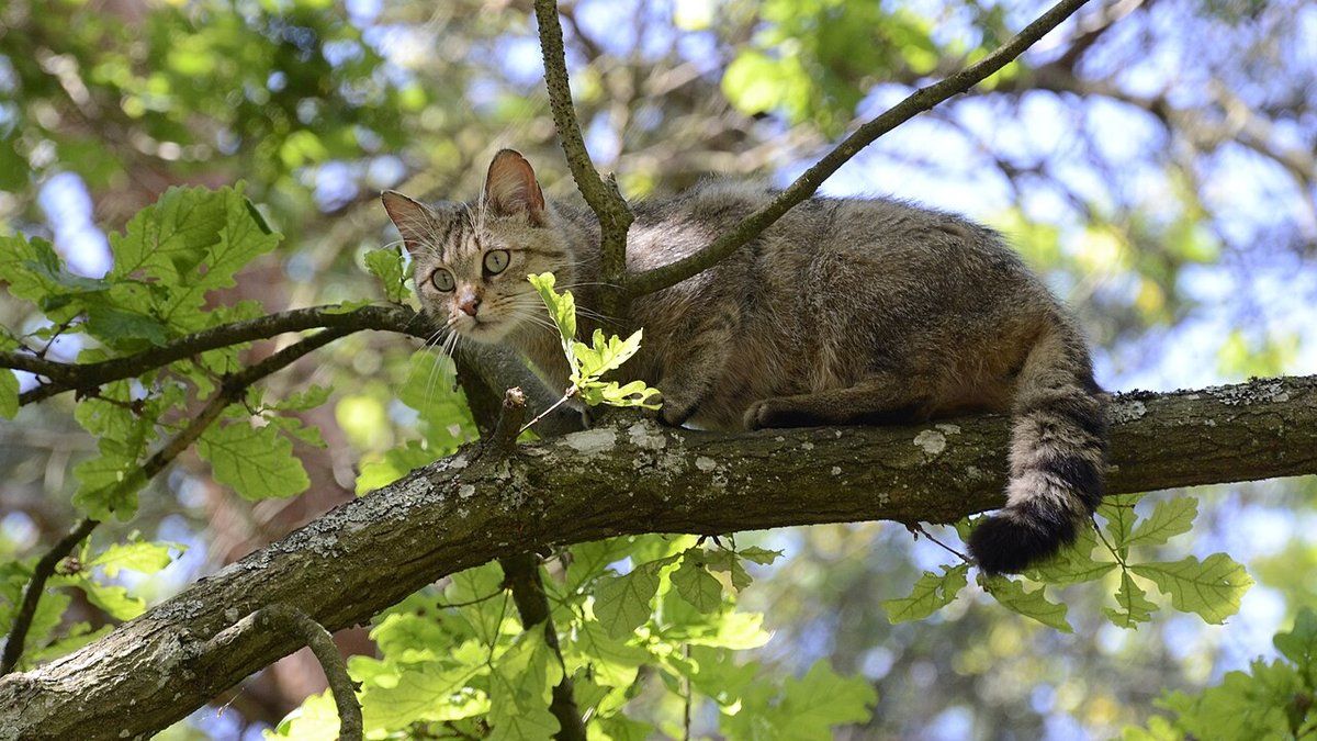 Une découverte inattendue : trois chatons sauvages en danger près de Genève