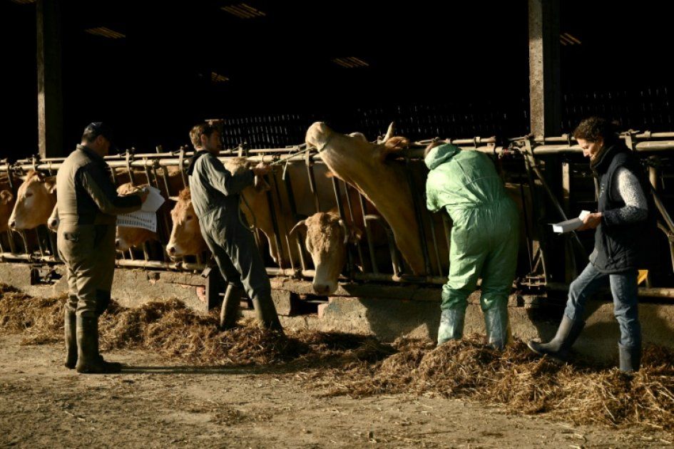 Vaccination accélérée contre la dermatose : un défi pour le Sud-Ouest