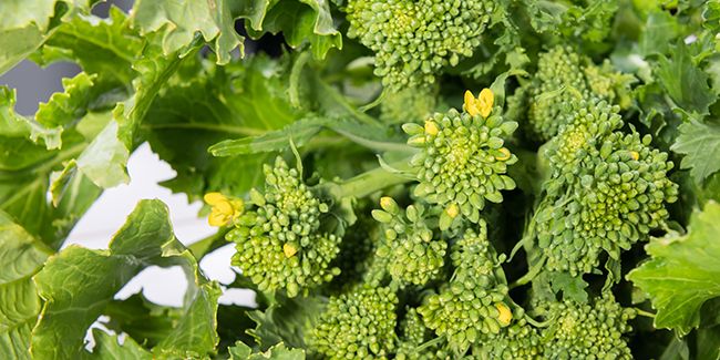 Le brocoli-rave : un trésor nutritif à redécouvrir