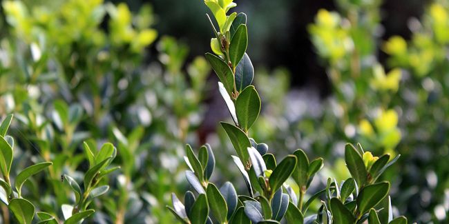 Le buis, l'incontournable star des jardins