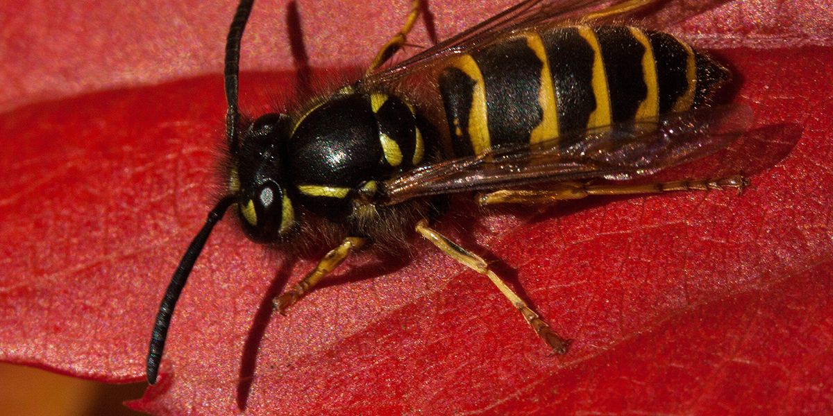 Fuir les guêpes de la vigne vierge : astuces pratiques et éco-responsables