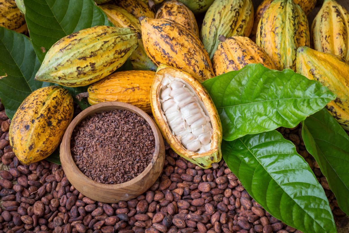 L'eau de cacao, une nouvelle expérience rafraîchissante