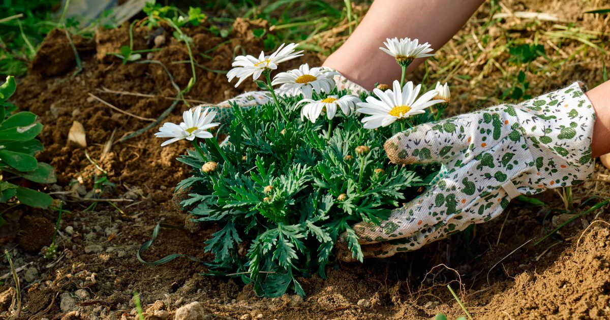 Quand et comment planter des marguerites