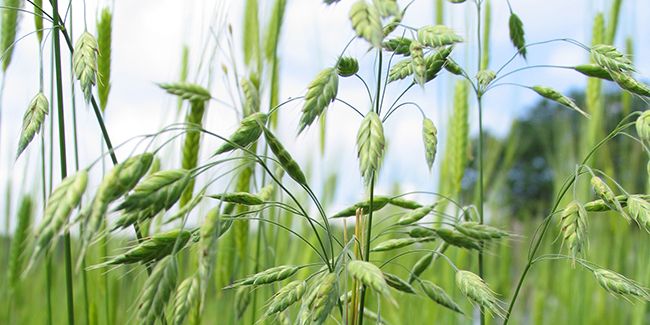 À la découverte du brome faux-seigle
