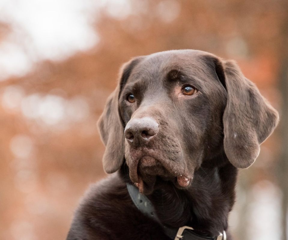 Comment protéger votre compagnon à quatre pattes du froid