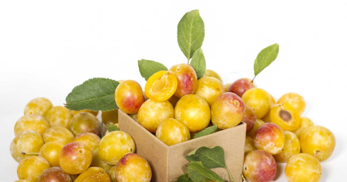 La mirabelle de Lorraine : le trésor sucré de la fin d'été