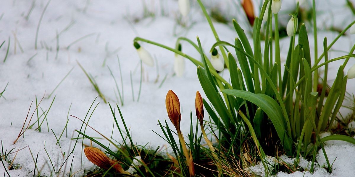 Les bienfaits du froid pour votre jardin en hiver