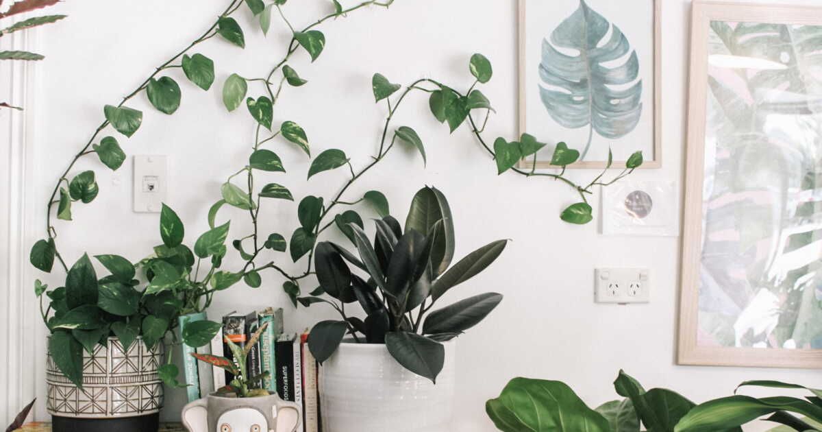 10 conseils pour chouchouter vos plantes d'intérieur