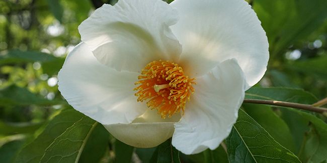 À la découverte de l'arbre de Franklin, un trésor menacé