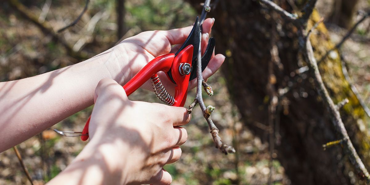 Optimisez la taille de vos pommiers pour une récolte abondante