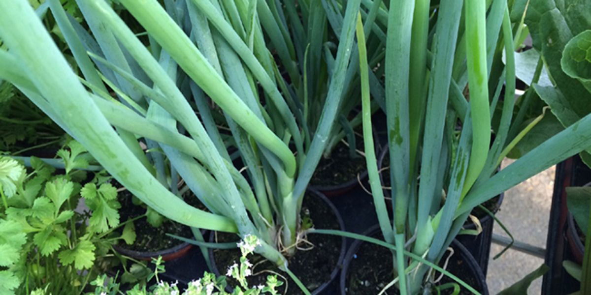 Explorez la ciboule : un trésor aromatique d'Asie