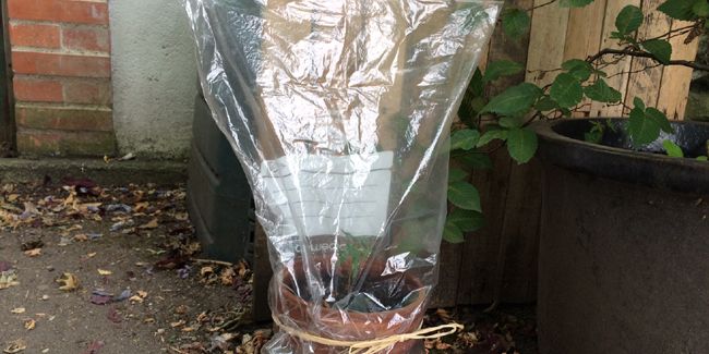 Bouture semi-aoûtée des arbustes et plantes ligneuses