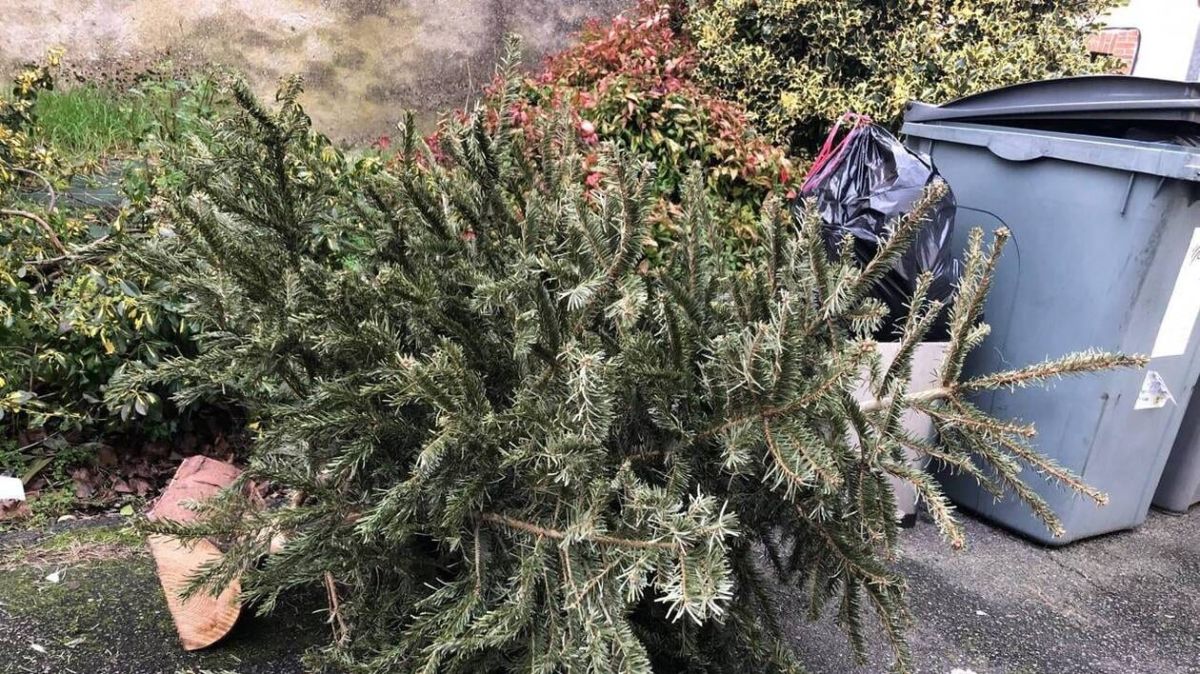 Où donner une seconde vie à votre sapin de Noël en Loire-Atlantique ?