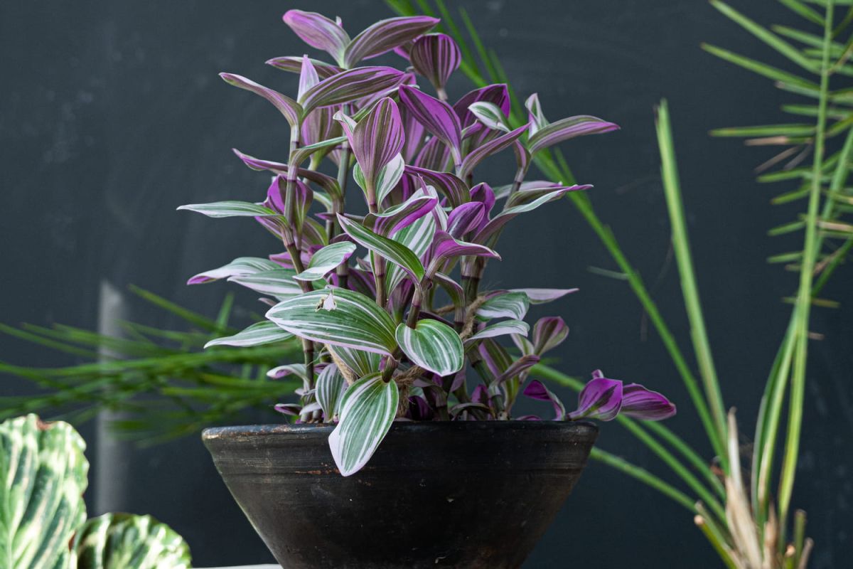 10 plantes d'intérieur qui prospèrent dans l'ombre